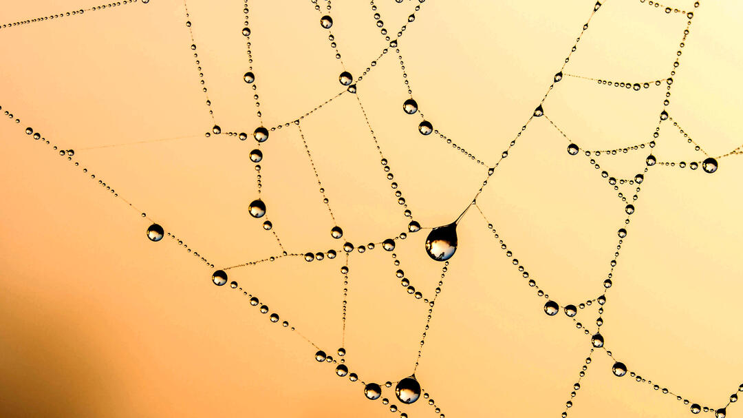 Foto: Mayriam Zilles from Pixabay image